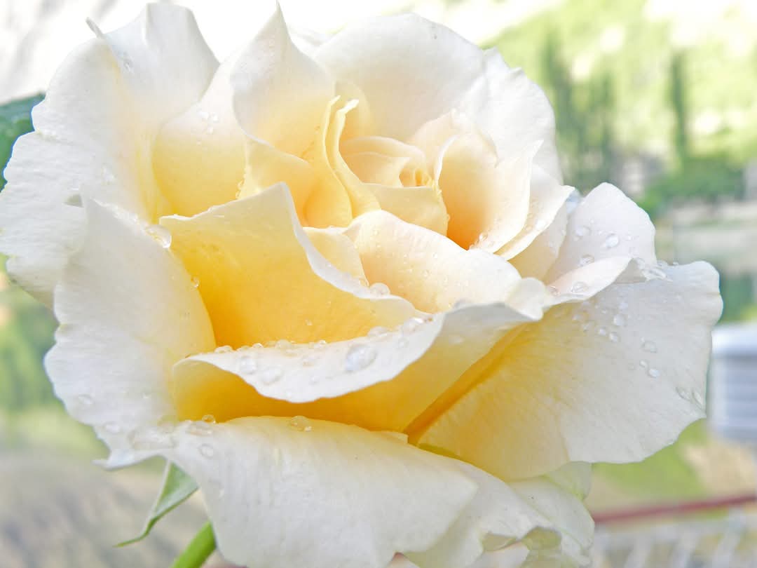 FB_IMG_1744035845752