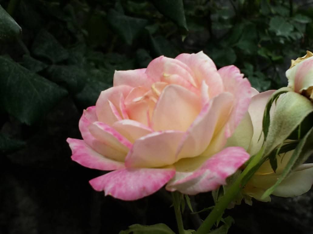 FB_IMG_1744035851939